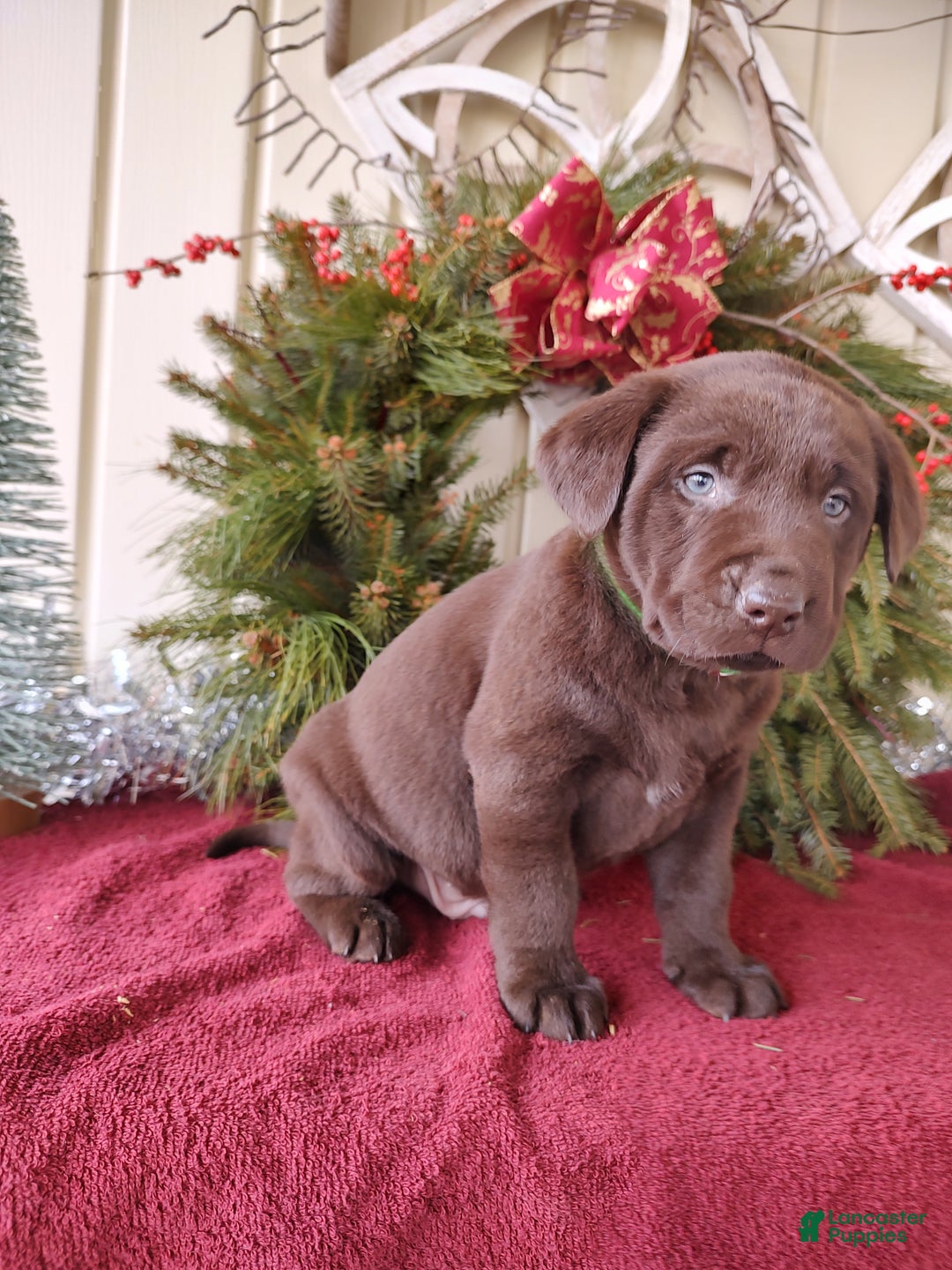 Labrador Retriever dogs for sale: Brax - Ad 3