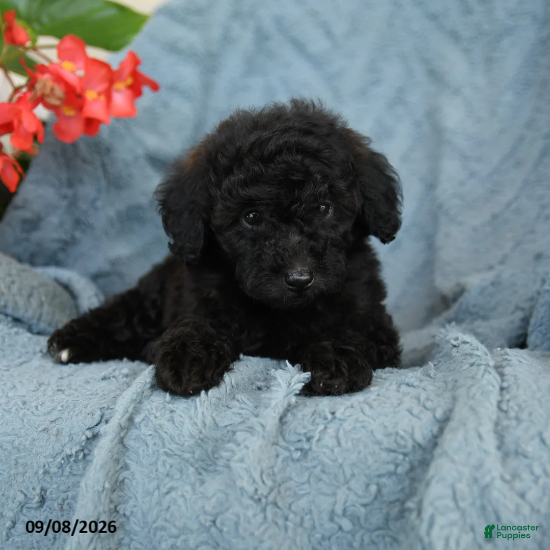 Miniature Poodle dogs for sale: Little Kiwi  - Ad 2