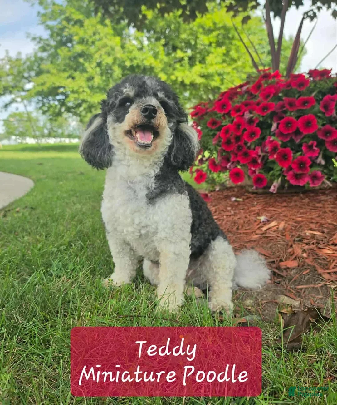 Miniature Poodle dogs for sale: Birch - Ad 12