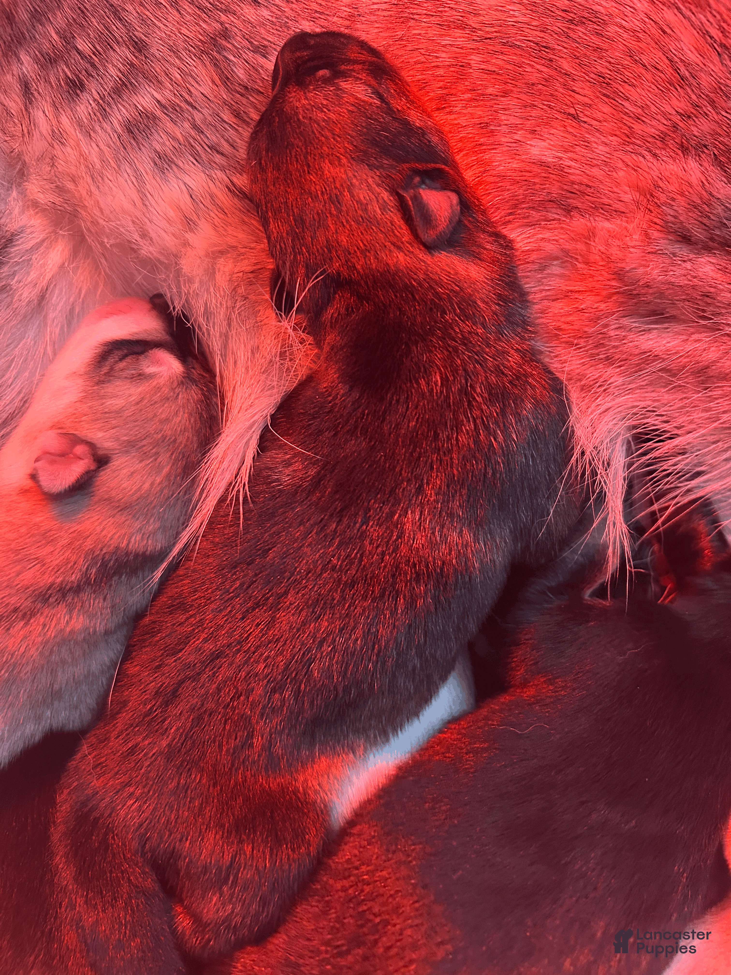 Gerberian Shepsky dogs Gerberian Shepsky Puppy 2 - Ad 19