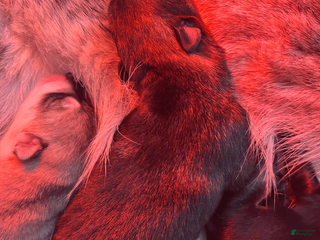 Gerberian Shepsky dogs Gerberian Shepsky Puppy 2 - Ad 19