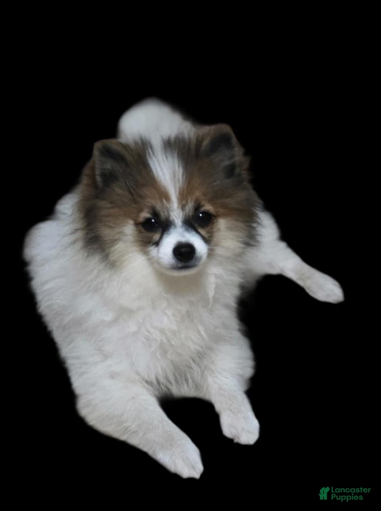 Pomeranian dogs Baby - Ad 28