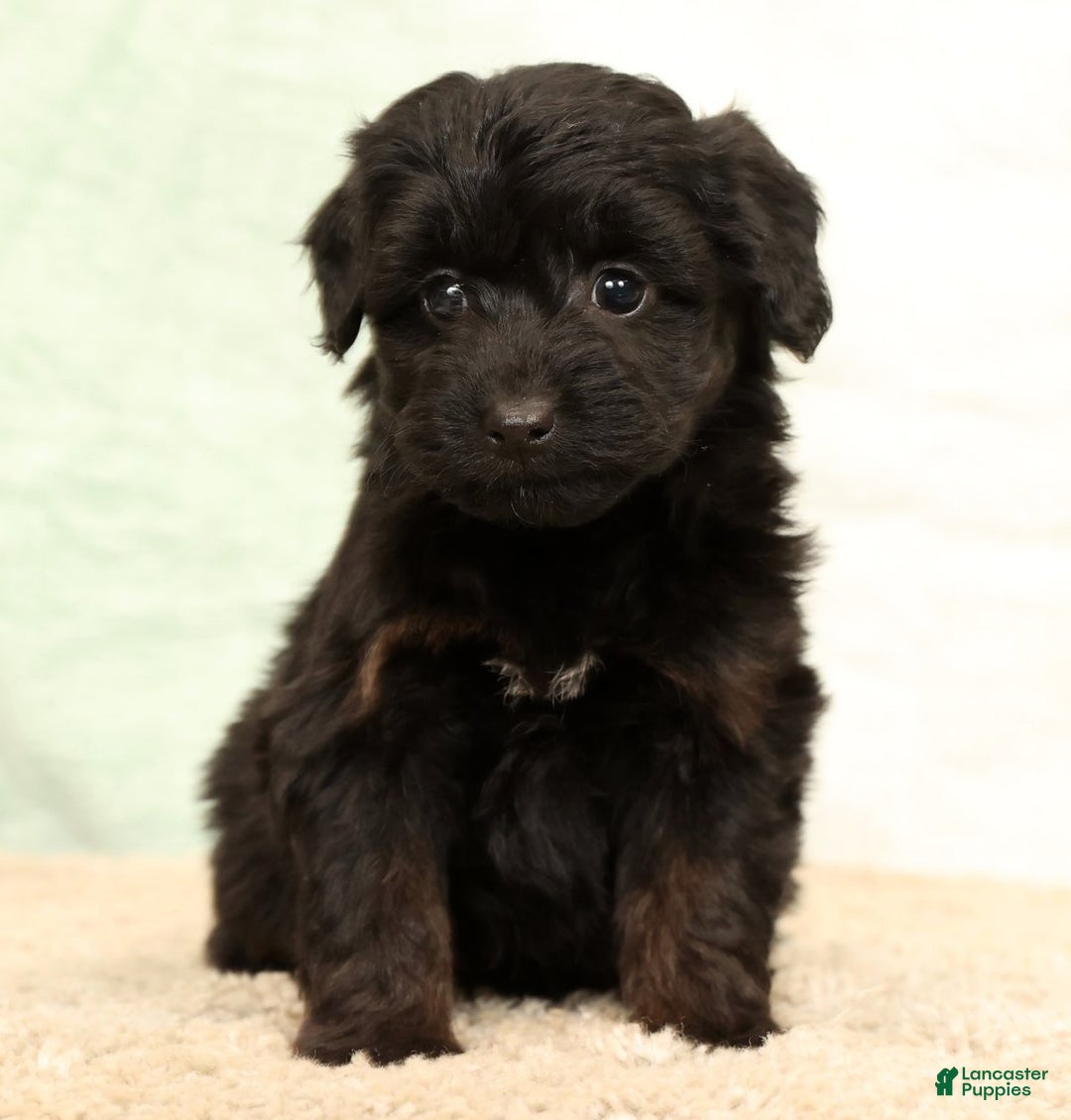Mini Aussiedoodle dogs for sale: Sadie - Ad 5
