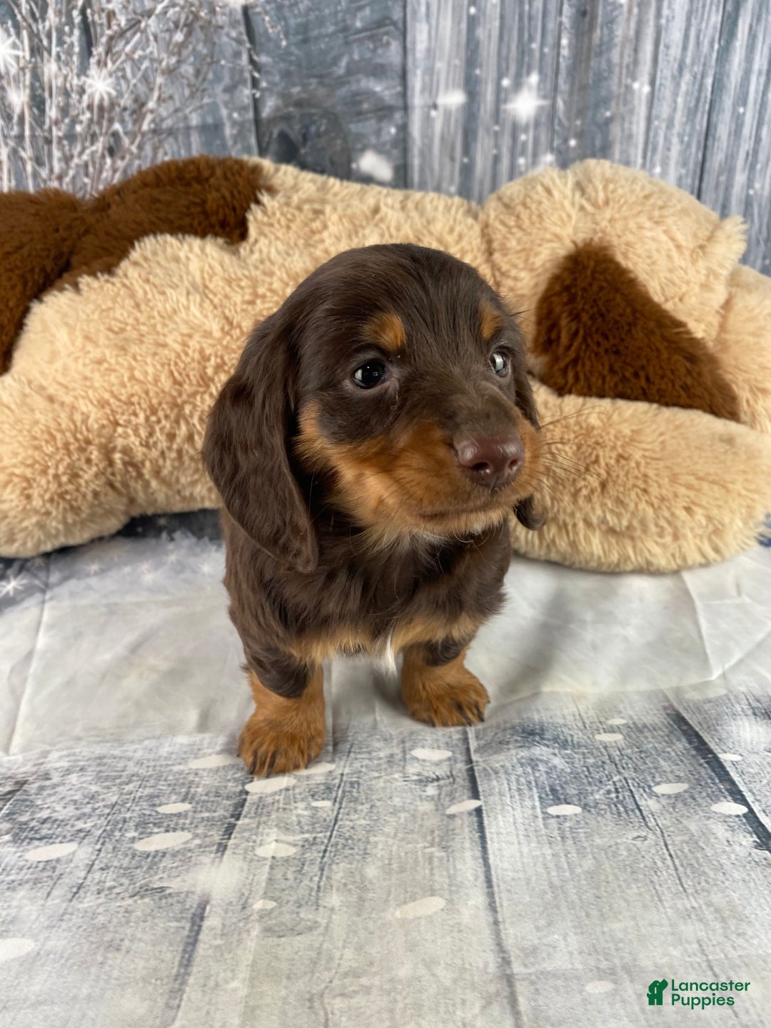 Miniature Dachshund dogs for sale: Lilly - Ad 5