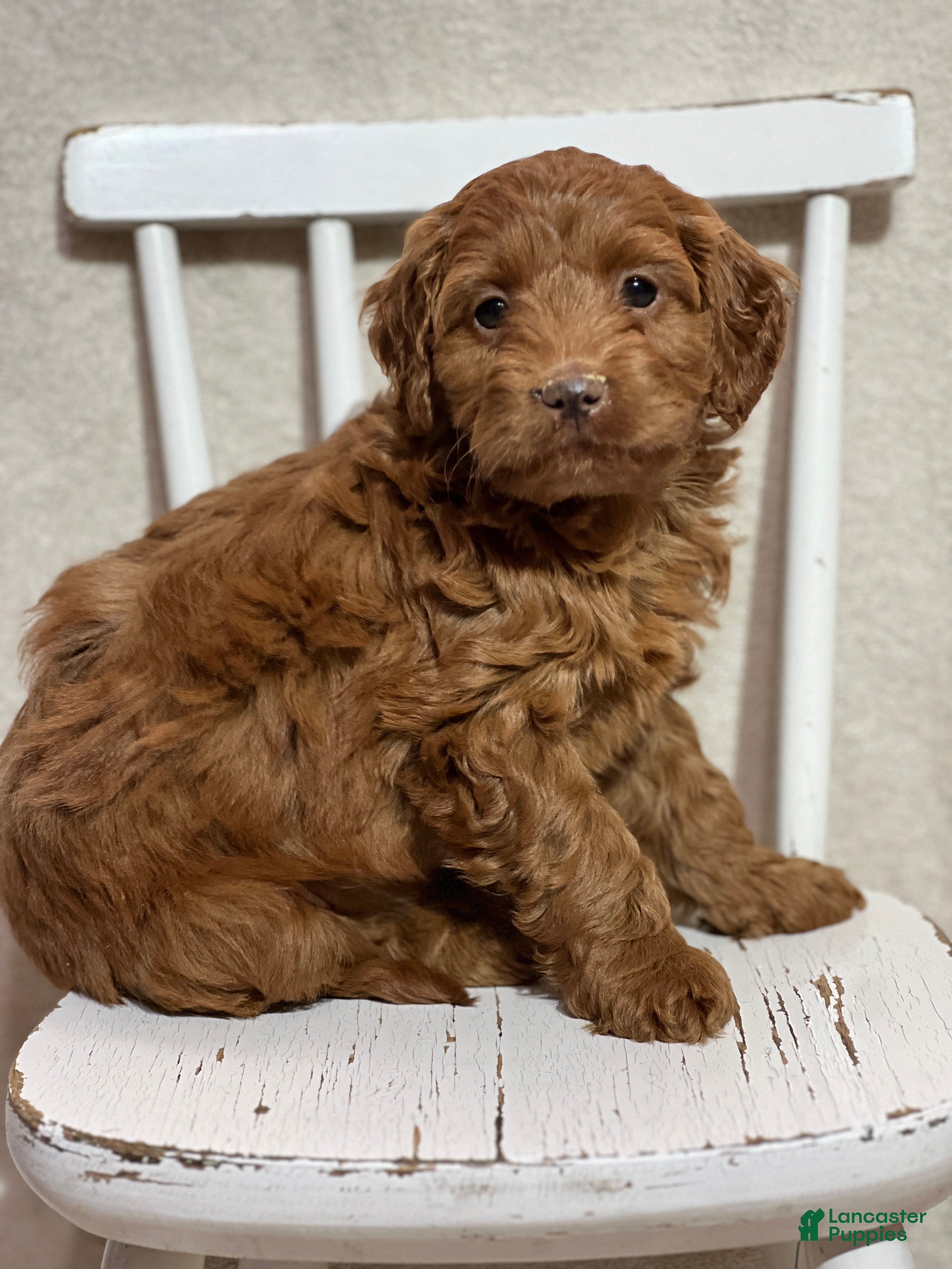 Cavapoo dogs Tessa  - Ad 41