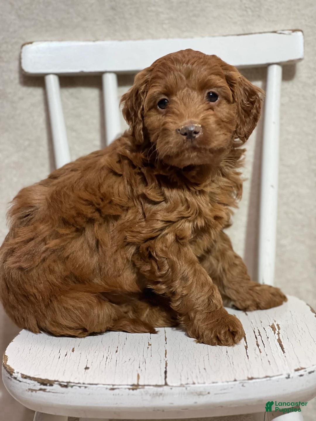 Cavapoo dogs for sale: Tessa  - Ad 1