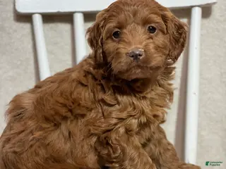 Cavapoo dogs Tessa - Ad 41