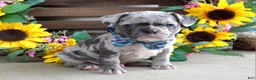 French Bulldog dogs for sale: Louie - Ad 7
