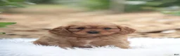 Cavapoo dogs for sale: Tom - Ad 2