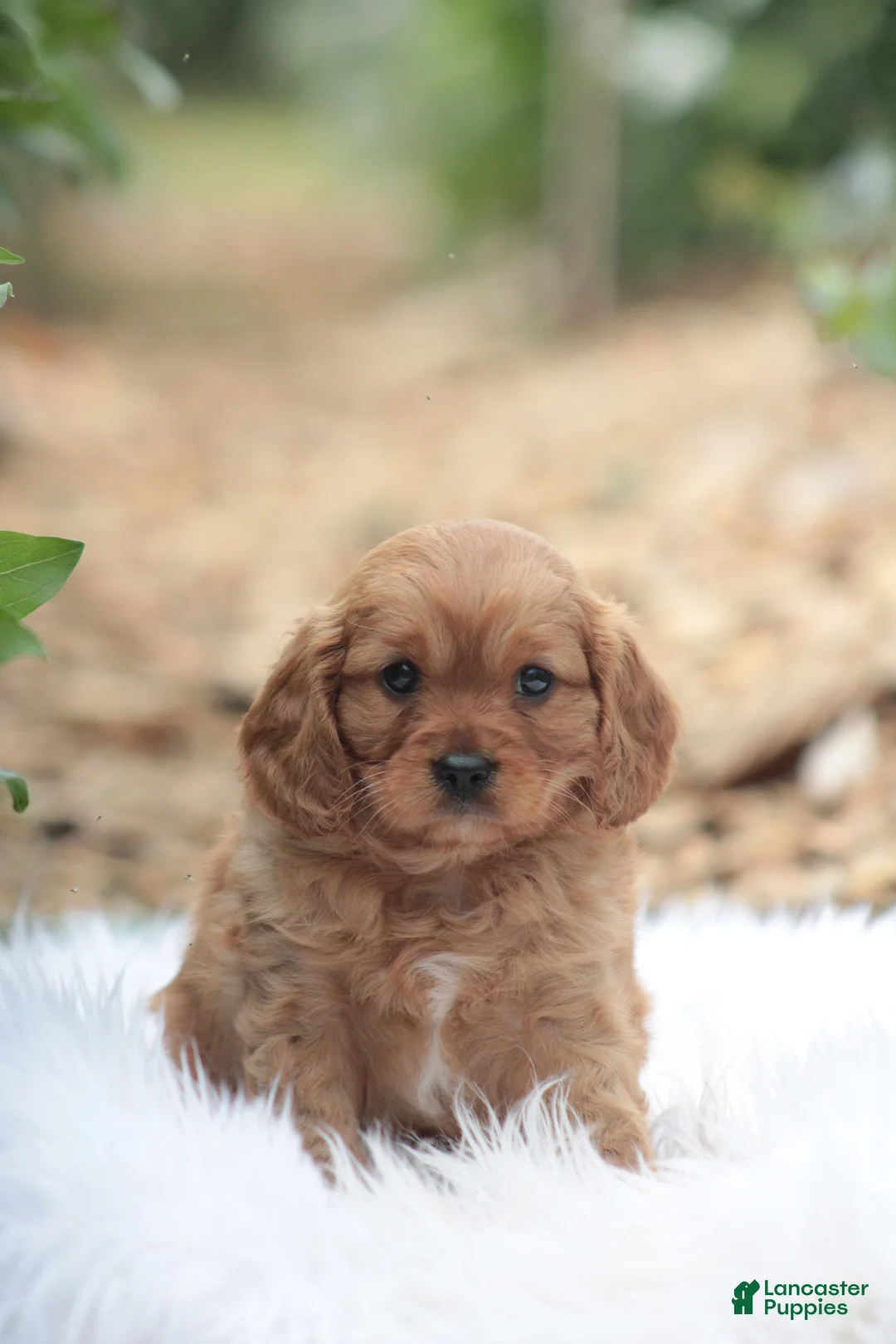 Cavapoo dogs for sale: Tom - Ad 2