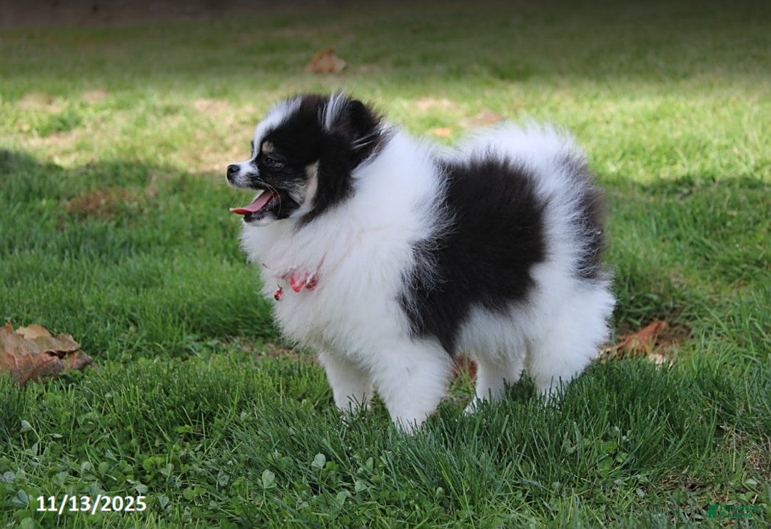 Pomeranian dogs for sale: Karter - Ad 6