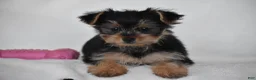 Yorkshire Terrier dogs for sale: Olive - Ad 3