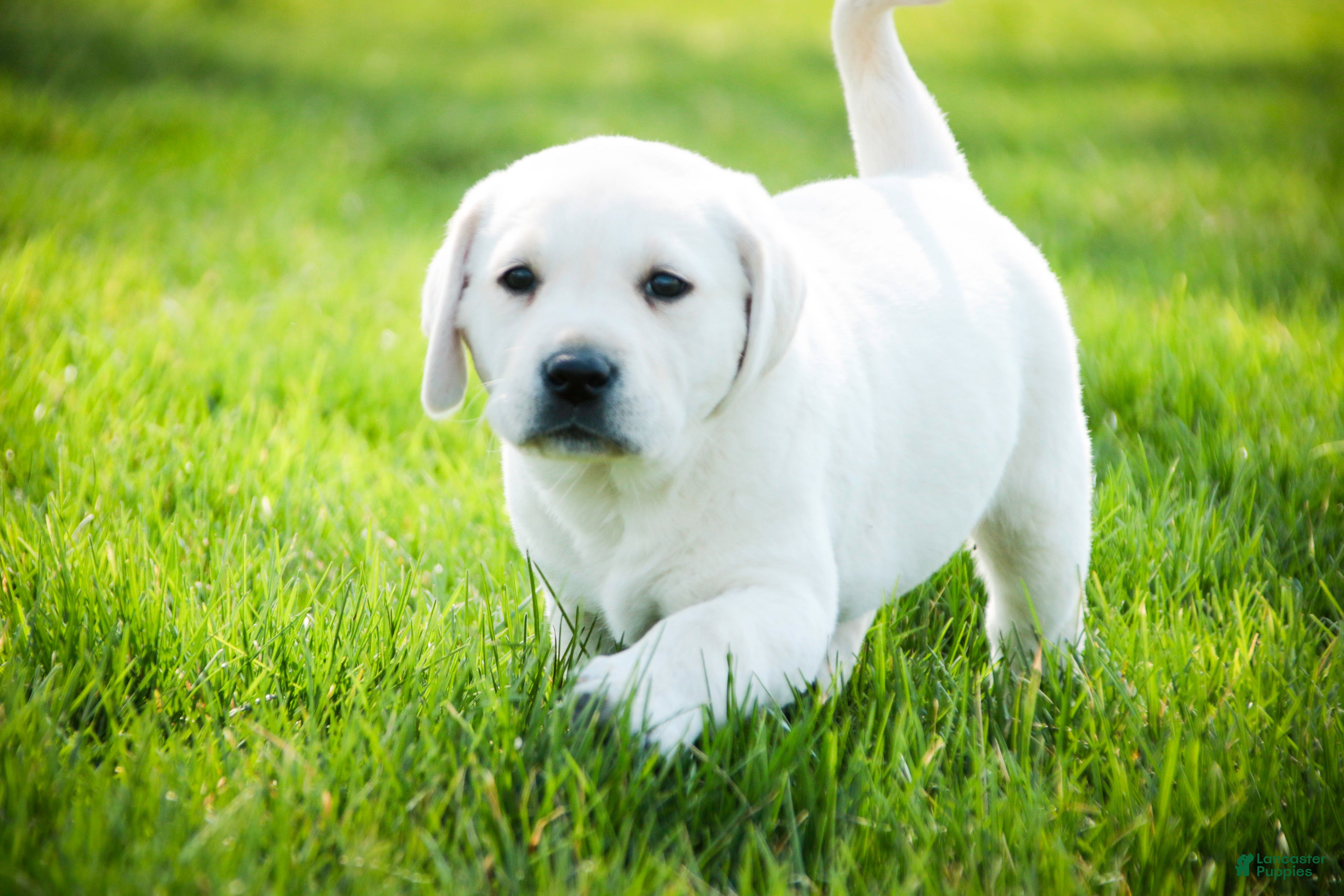 Labrador Retriever dogs Shenandoah - Ad 1