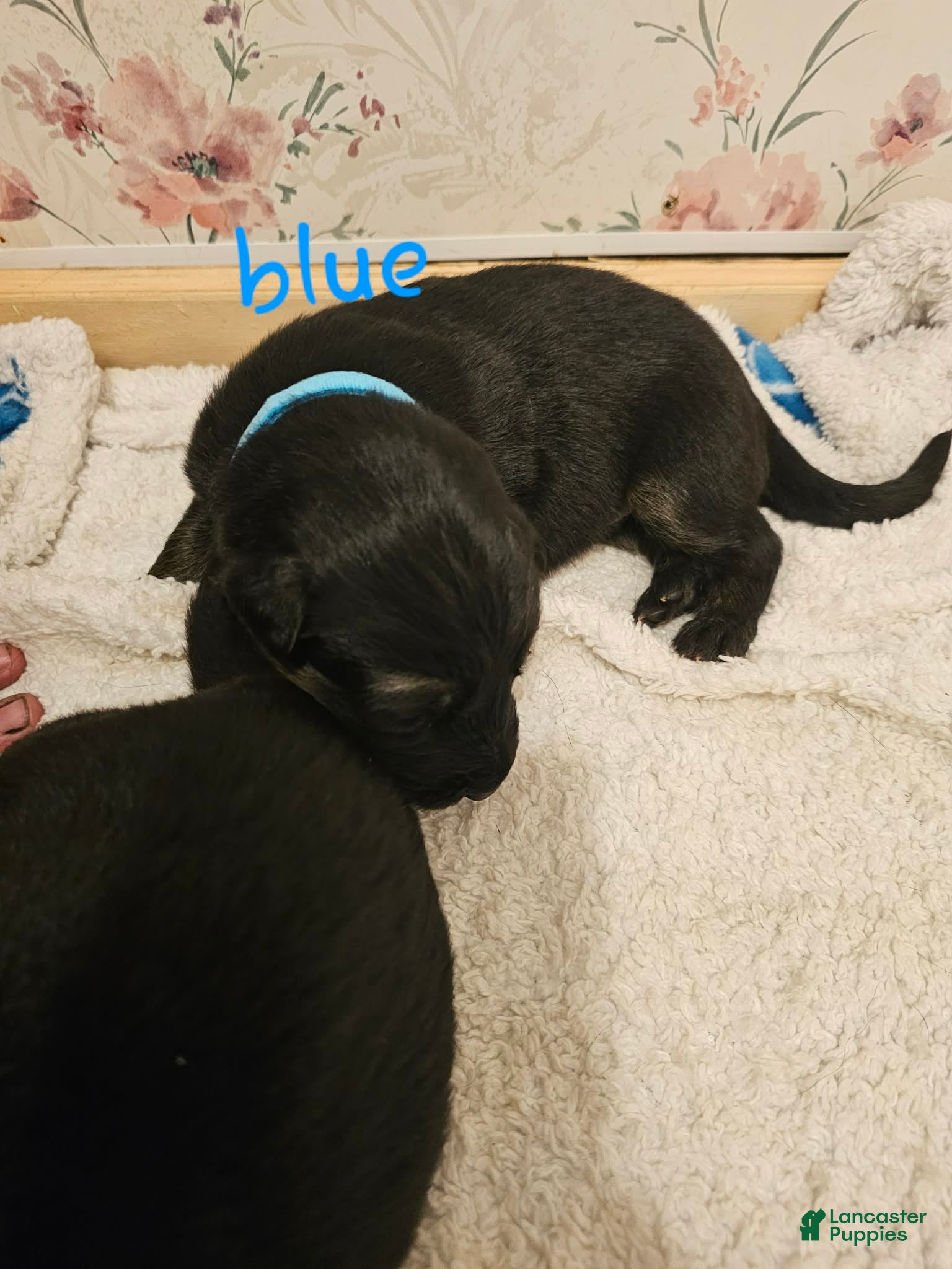 German Shepherd dogs Blue Collar Male - Ad 7
