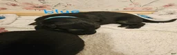 German Shepherd dogs for sale: Blue Collar Male - Ad 1