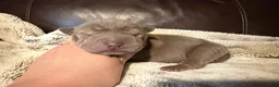 Shar Pei dogs for sale: Forest - Ad 6