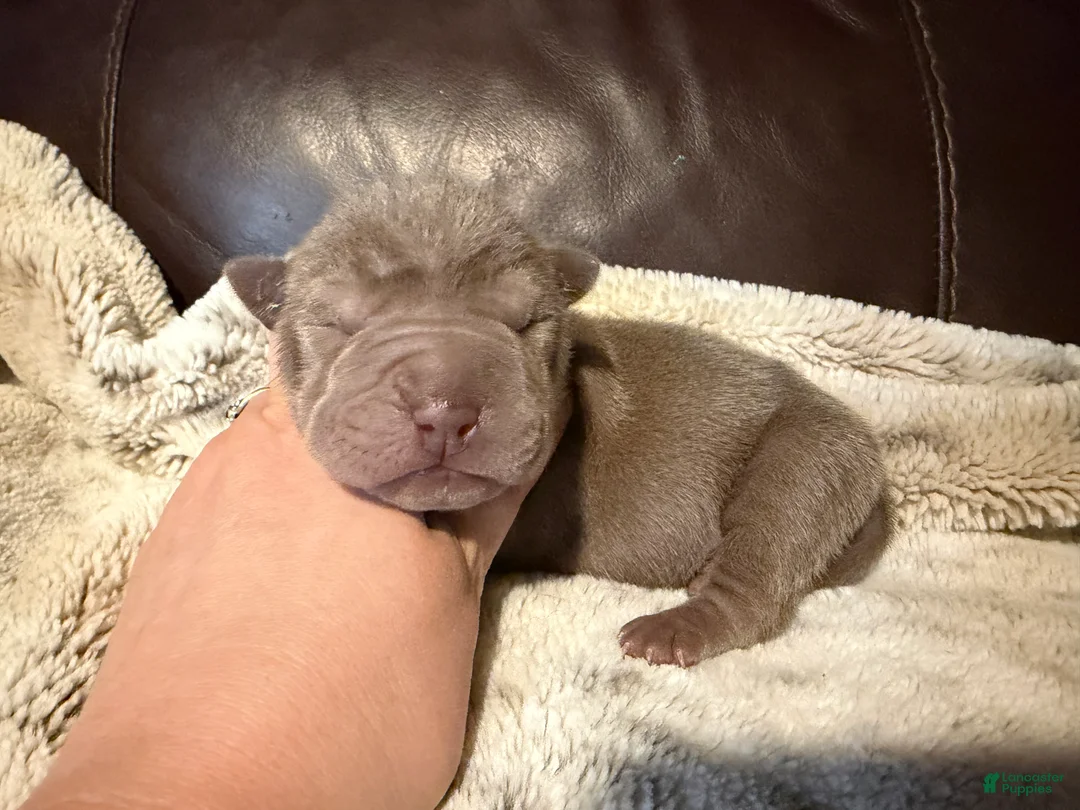 Shar Pei dogs for sale: Forest - Ad 6