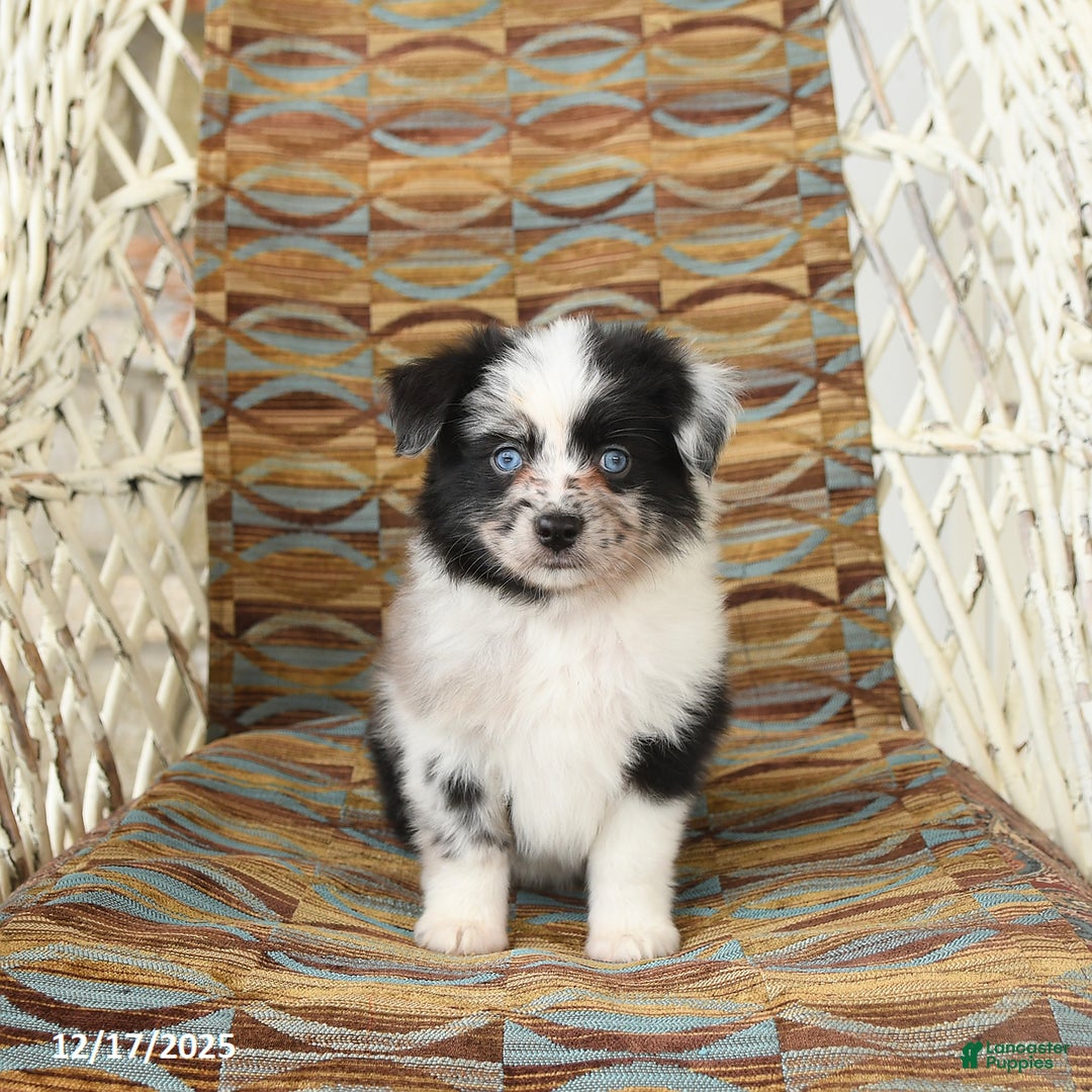 Toy Australian Shepherd dogs for sale: Carma - Ad 4