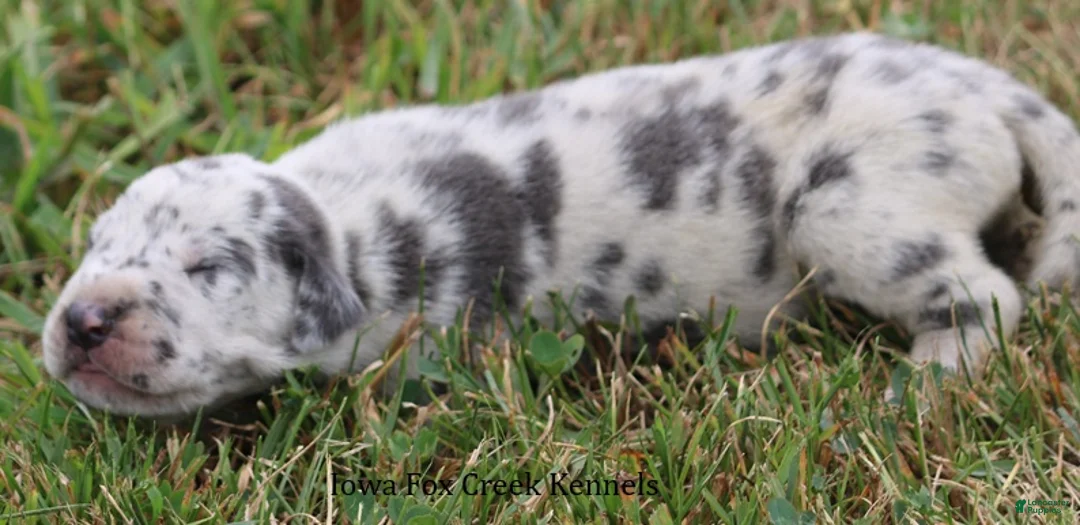 Great Dane dogs for sale: Shakira - Ad 2