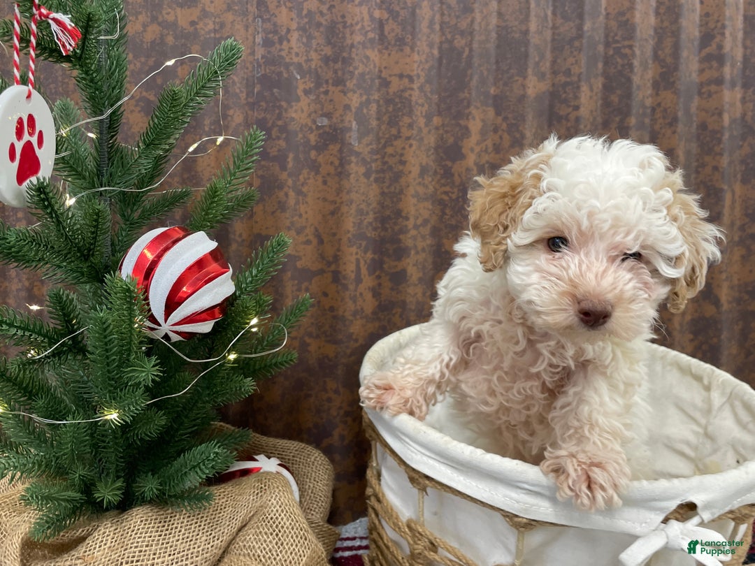 Miniature Poodle dogs for sale: Shenzie - Ad 11