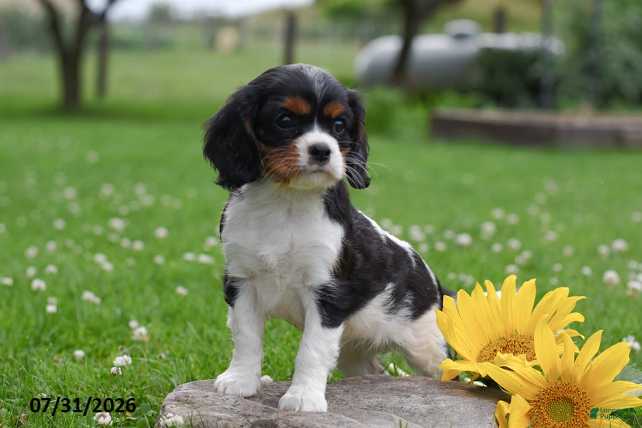 Cavalier King Charles Spaniel dogs Dottie - Ad 2