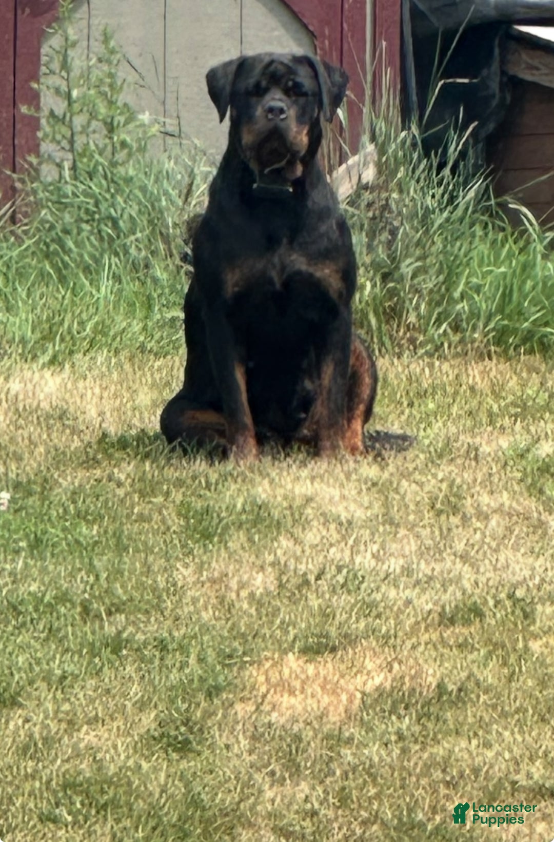 Rottweiler dogs for sale: Rottweiler Puppy 1 - Ad 7