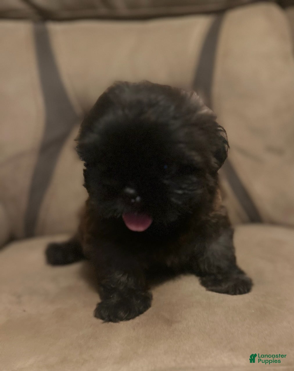 Shih Tzu dogs Scooter - Ad 1