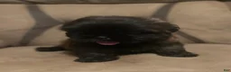 Shih Tzu dogs for sale: Scooter - Ad 1