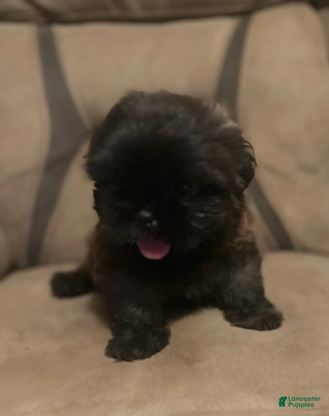 Shih Tzu dogs for sale: Scooter - Ad 1