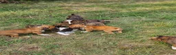 Boxer dogs for sale: Boxer 5 - Ad 7
