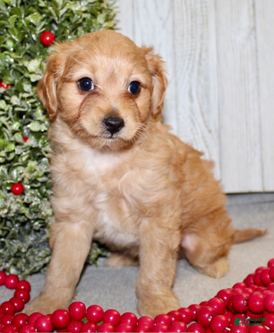 Cavapoo dogs for sale: Sarah - Ad 4