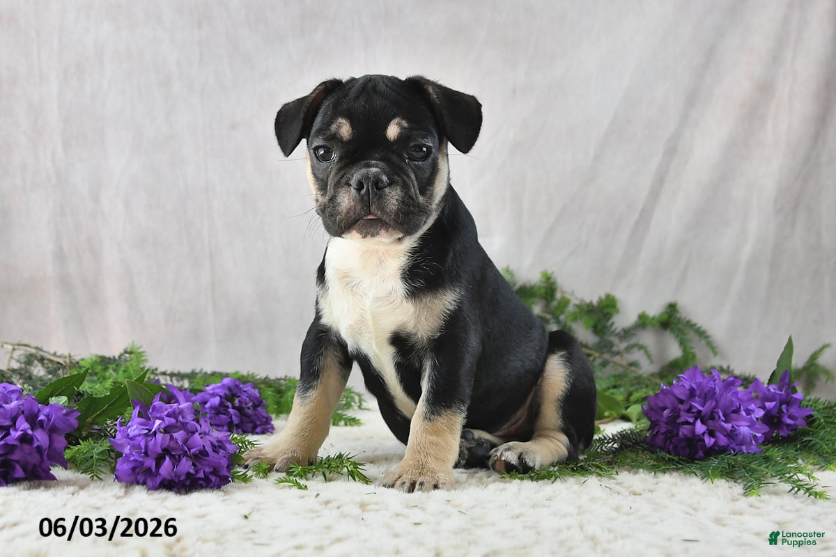French Bulldog dogs Ike - Ad 1
