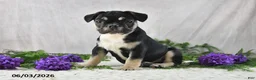 French Bulldog dogs for sale: Ike - Ad 1