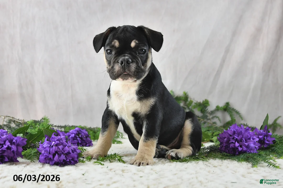 French Bulldog dogs for sale: Ike - Ad 1
