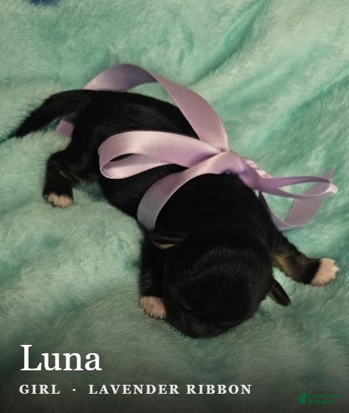 Shih Tzu dogs Luna - Ad 29