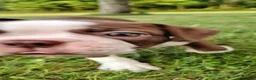 Boston Terrier dogs for sale: Fudge  - Ad 5