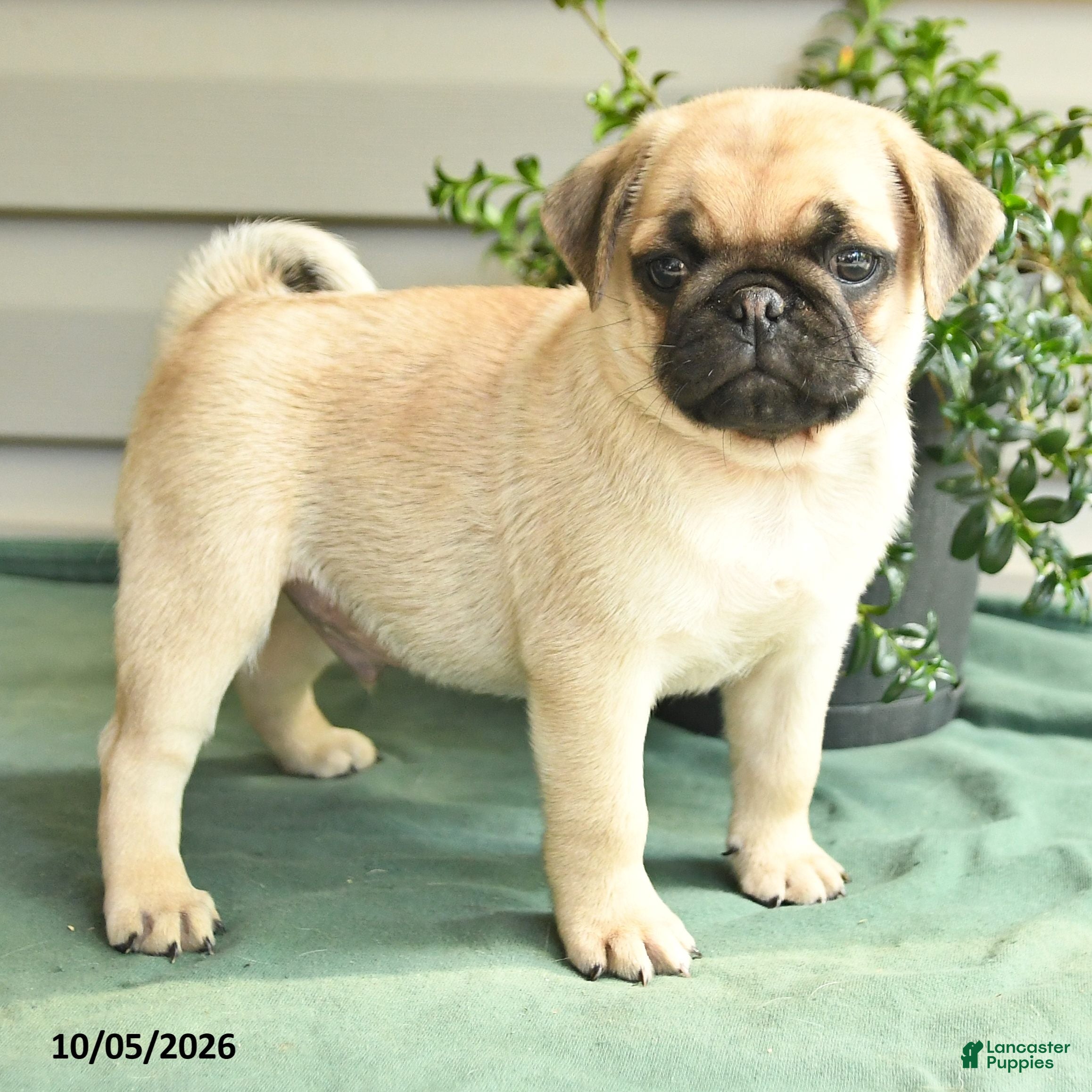 Pug dogs for sale: Chubs - Ad 2