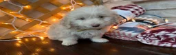 Labradoodle dogs for sale: Kyle (Boy) - Ad 5