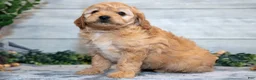 Mini Goldendoodle dogs for sale: Star - Ad 3