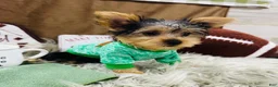 Yorkshire Terrier dogs for sale: Snickers - Ad 5
