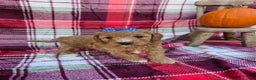 Mini Goldendoodle dogs for sale: Merry - Ad 2