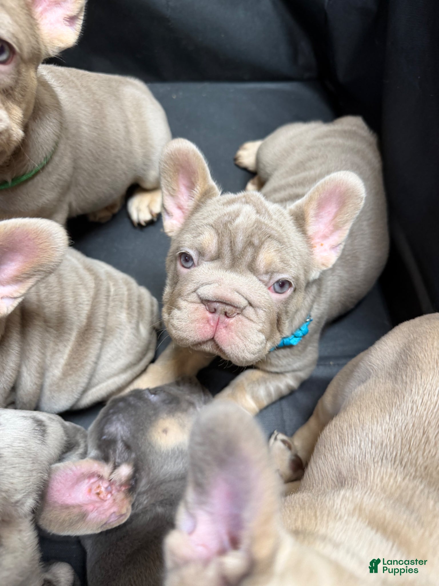 French Bulldog dogs for sale: New Isabella Big Rope w tan points (fluffy carrier ?) - Ad 1