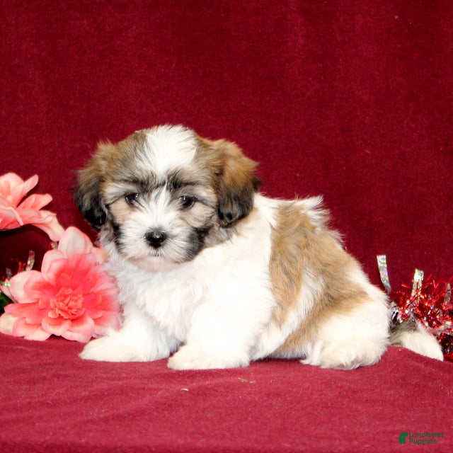 Teddy Bear dogs Zaydee - Ad 36