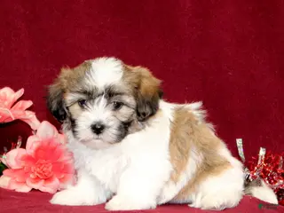 Teddy Bear dogs Zaydee - Ad 36