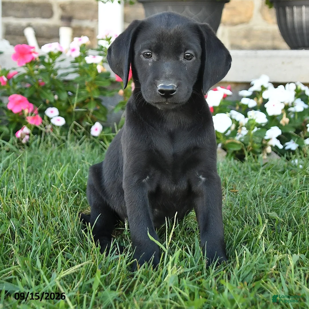 Labrador Retriever dogs for sale: Gigi - Ad 2