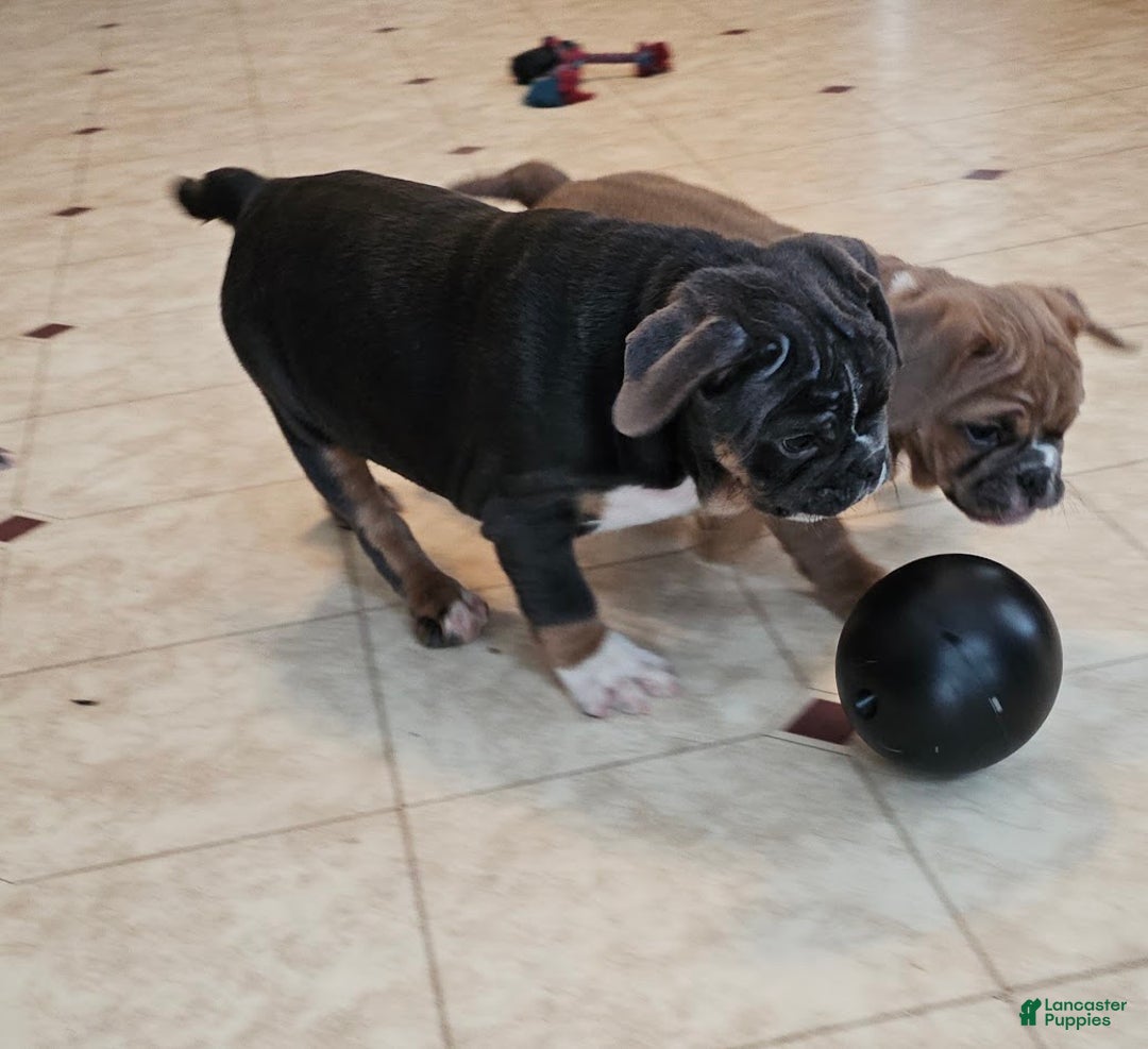 Mixed Breed dogs for sale: Blue Beauty - Ad 8