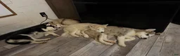 Pomsky dogs for sale: Fin - Ad 4