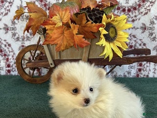 Pomeranian dogs - Ad 9