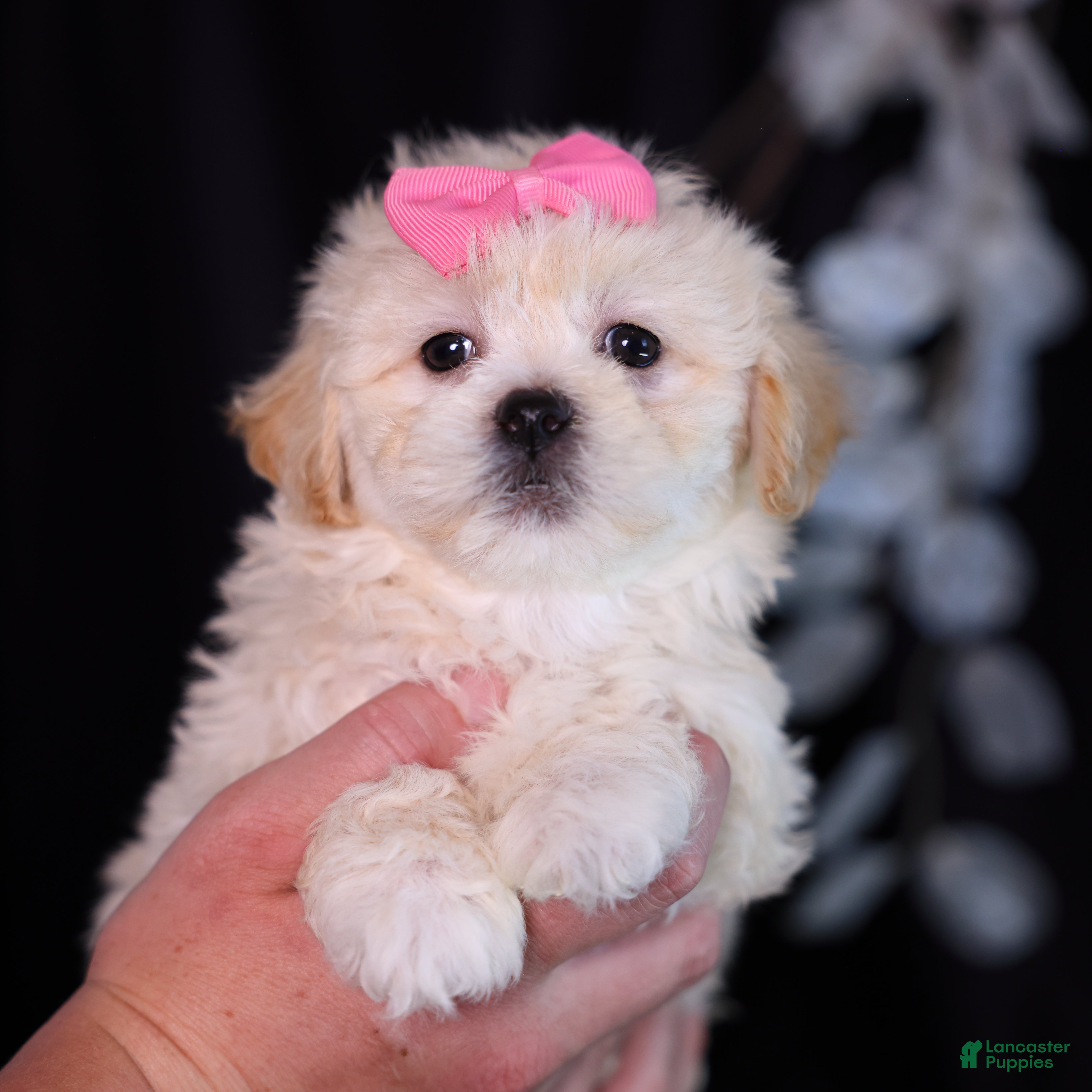 Teddy Bear dogs Constance - Ad 1