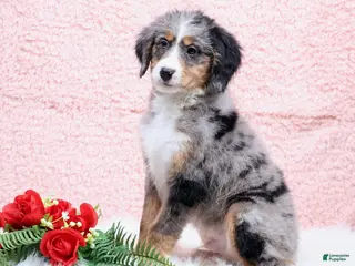 Mini Bernedoodle dogs Bingo - Ad 5